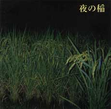 Rice_Field_Silently_Riping_In_The_Night